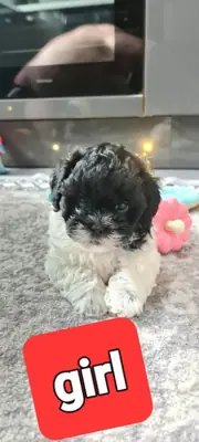 Hermoso cachorro Shihpoo