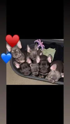 Cachorros de Bulldog Francés