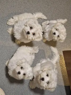 .珍贵的纯种马尔济斯幼犬