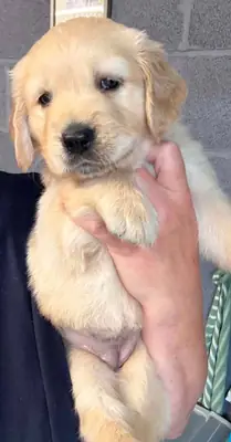 金毛寻回犬幼犬