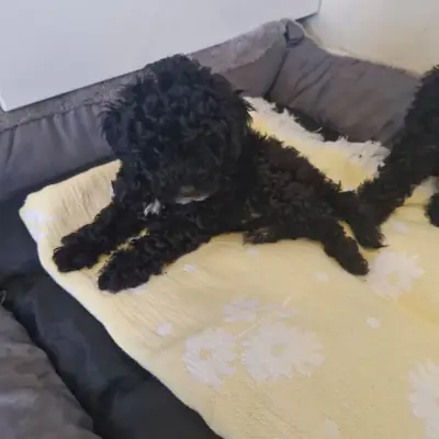 Toy Poodle Yavruları