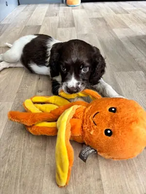英式斯普林格犬幼犬
