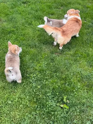 Pembroke Welsh Corgi Yavruları