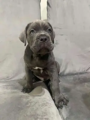 Cane Corso Yavruları