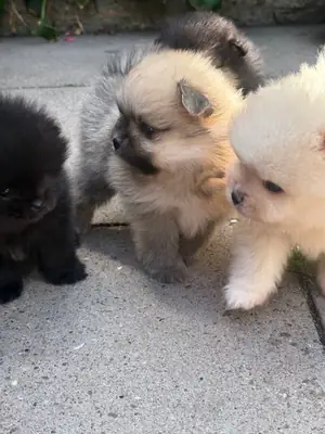 Cachorros de Pomerania
