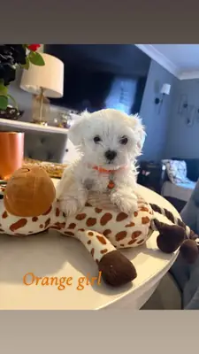 Safkan Maltese
