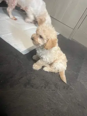 Preciosos cachorros de Cavapoochon