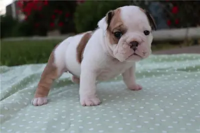 Cachorros de Bulldog inglés