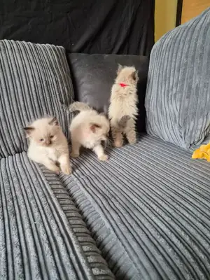Sevimli safkan Ragdoll kedileri