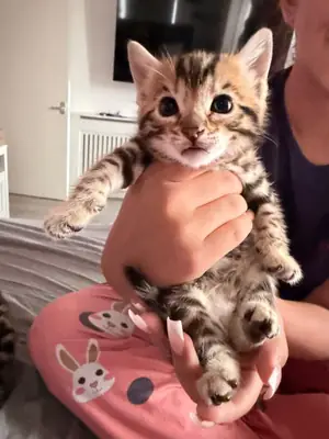 Hermosos gatitos bengalíes