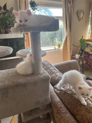 Gatitos Persas