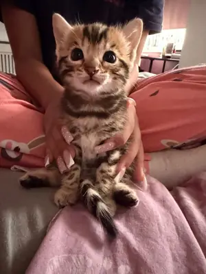 Hermosos gatitos bengalíes