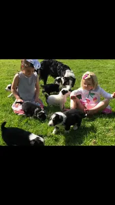 Impresionantes cachorros Border Collie
