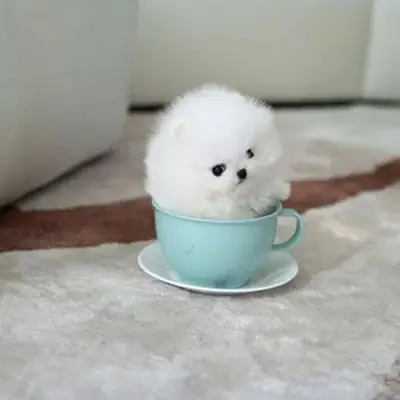 Cachorros Pomerania (Raza pura):