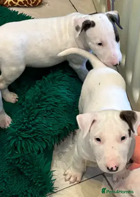 Bullterrier hembra y macho