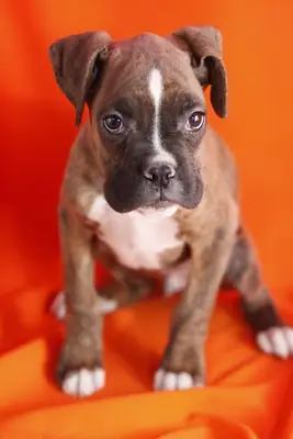  Cachorros Boxer Adorables – Machos y Hembras