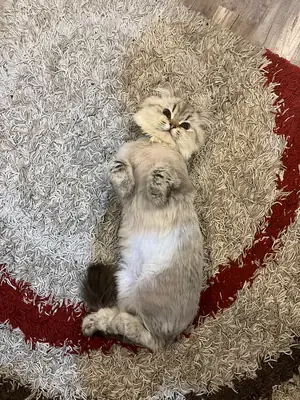 British longhair sakin ev kedisi