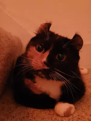 American curl alışık olduğu evden çıkıyor