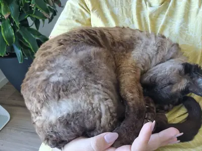 Девон-рекс — это кот, который держится особняком.