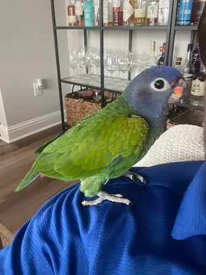 A new owner is being sought for a Pionus parrot.