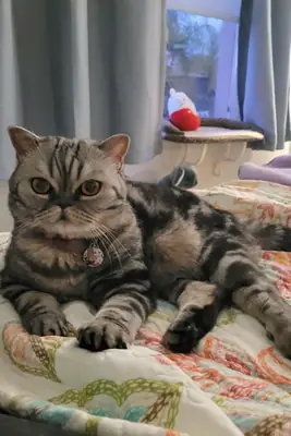 Scottish Fold cats are quiet and reserved.