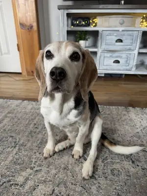 The Beagle needs a more active nest.