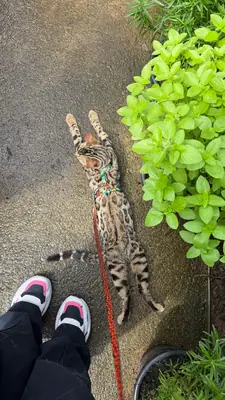 The Bengal cat is leaving its familiar home.