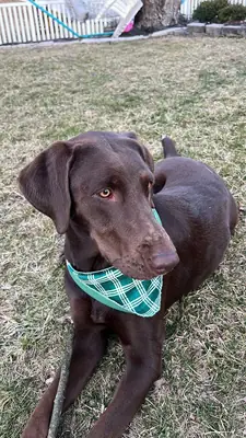 Labrador that just needs more time than we can give