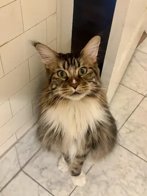 Maine coon that minds its own business