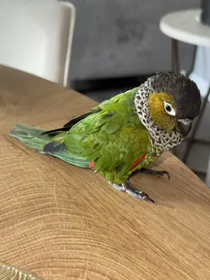Conure that actually interacts with people