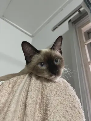 Siamese cat that doesn’t like being alone too long