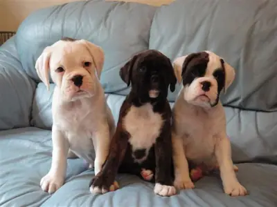 Cachorros Boxer Juguetones Buscando Familias para Siempre