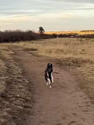 Boxer qui a besoin de plus de présence
