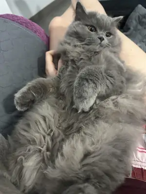 Chat british longhair très posé