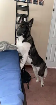 Akita calme en intérieur