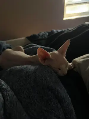 Chat sphynx très proche des gens