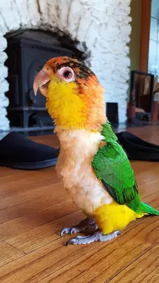 Active caique, not meant to stay alone