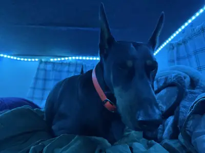 Doberman sitting at home