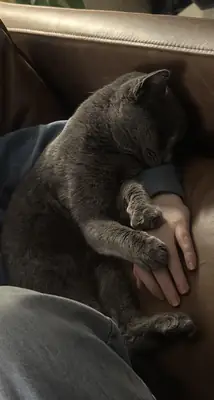 Chat bleu russe discret