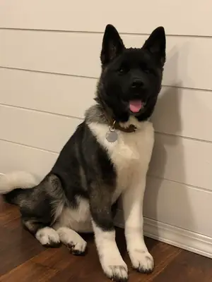 Akita tranquilo en casa