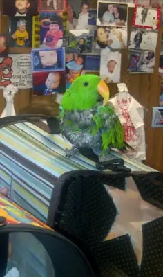 Эклектус — попугай, привыкший к дому.