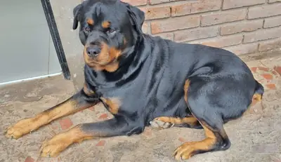Rottweiler serio pero tranquilo dentro