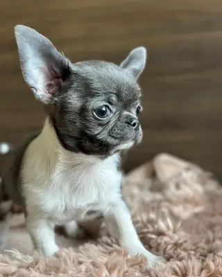 Amazing Chihuachua puppy 