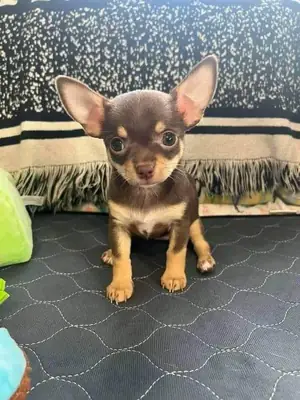 Adorable chihuahua 