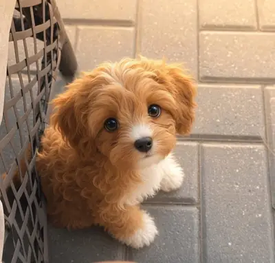 Adorable Maltipoo puppy 
