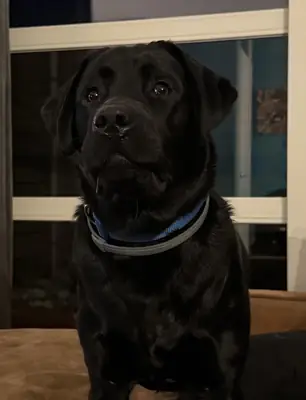 Labrador que ya no encaja con nuestra rutina