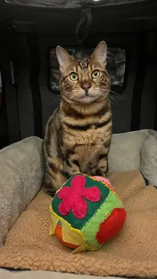 Gato bengal que no se queda quieto