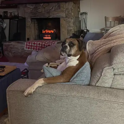 Boxer que necesita más movimiento