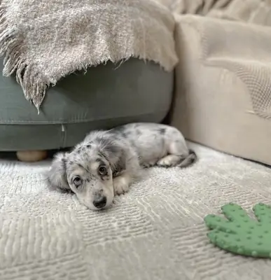 Linda cachorra dachshund