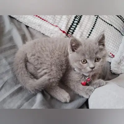 🐱 Britisch-Kurzhaar-Kätzchen suchen verantwortungsvolle und liebevolle Familien!